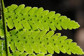 Image result for Macrothelypteris