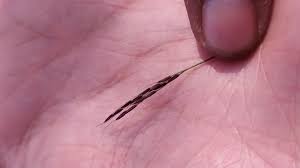 Image result for Arthraxon micans