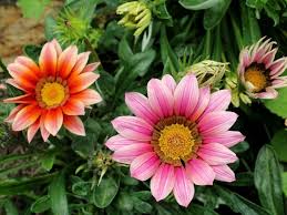 If you are a flower fanatic but new to planting beautiful flowers in your garden, we have a choice selection of 56 summer flowers for you to choose from. 60 Best Beautiful Summer Flowers With Pictures You Must See Florgeous