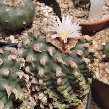 Image result for Loxodera caespitosa