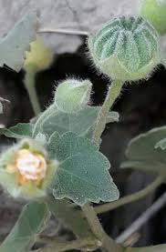 Image result for Corchorus schimperi