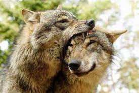 White Wolf 14 Funny Wolf Pictures That Will Put A Smile On Your Face Funny Wolf Wolf Pictures Wolf Dog