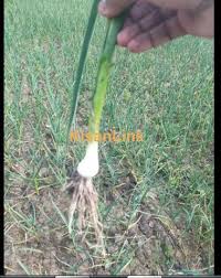 Start growing garlic seeds today! Online Buy Selling Grain Plant Seeds Portal In Pakistan Kisanlink