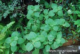 Image result for Coleus amboinicus