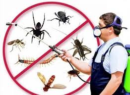 Our bed bug pest control plans are custom tailored to your specific situation and needs. Pest Control Services Bed Bugs Control Cockroaches Control Rodent Control In Sainik Farm Delhi Shivam Pesticide Sale Services Id 22330970248