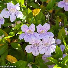 Image result for Bignonia callistegioides