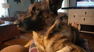 1,286 likes · 33 talking about this. Funny Pet Portraits Nz Petslover