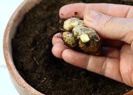 This is probably kevin's most important tip for growing ginger in a pot. Growing Ginger From Root How To Grow Ginger Root
