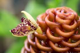 Image result for Sopubia lanata