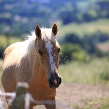 Red border collie dog and horse. Diy Fly Spray Recipes For Horses