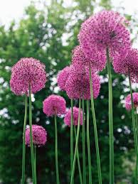 Whether you're a florida native or a new resident, finding the best plants to grow in your yard can be a pleasure in this subtropical state. Allium Plants Ground Cover Plants Flowers