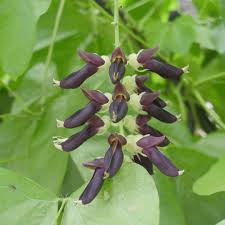 Image result for Mucuna