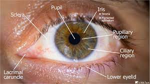 Human Eye External Anatomy Human Eye Human Eyes