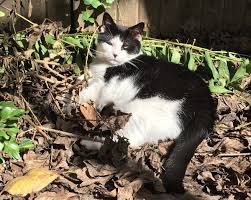 guest star dulce katzenworld pet news cat drinking lost cat