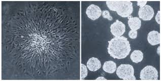 Check spelling or type a new query. Evolution Of Cell Culture Surfaces