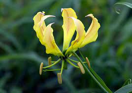 Flame Lily Gloriosa Superba Turk Mine Bulawayo Zimbabwe Dec 13 Strange Flowers Glory Lily Plants