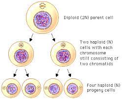 Meiosis An Overview Meiosis Biology Mitosis