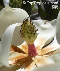 What do magnolia trees smell like? Plants With Scents As Heady As Incense Magnolia Toptropicals Com