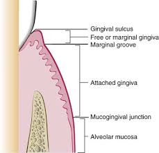 Image result for Gingiva