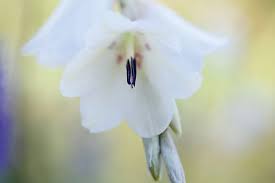 Image result for Dierama formosum/plowesii intermediates