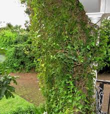 Image result for Jasminum multipartitum