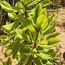 Image result for Embelia libeniana