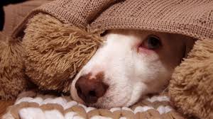 No dog owner enjoys seeing their pup scared or nervous because of inexplicable, loud noises, and it can often be challenging to calm a dog down. Fireworks And Pets How To Keep Animals Safe July 4 Cnn