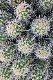 White Water River Rafting Trips Utah Moab Colorado Idaho Pretty Plants Amazing Nature Photography Cactus Plants