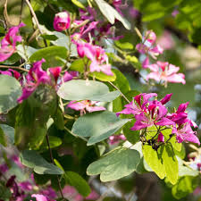Image result for Bauhinia macrantha