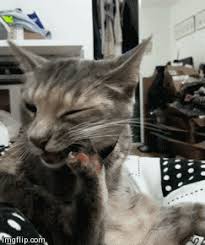 They play, jump, hunt and do a lot of funny things. Download Cat Filing Nails Gif Meaning Png Gif Base
