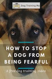 How To Stop A Dog From Being Fearful We Cover Some Of The Signs Of A Fearful Dog So You Can Tell When They In 2020 Dog Training Aggressive Dog