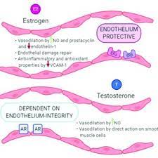 Our page for muscular women art and fantasies about muscle girls. Pdf The Hitchhiker S Guide To The Galaxy Of Endothelial Dysfunction Markers In Human Fertility