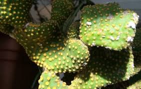 White scale invasion on aloes and how to get rid of them. Pest Patrol How To Get Rid Of Mealybugs Cacti And Succulents Opuntia Microdasys Pest Patrol
