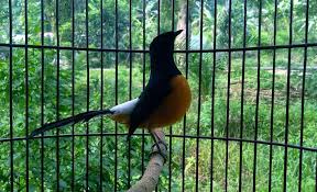 Mengenali murai batu dengan motif ekor murai batu menunjukkan asal habitat murai batu. Asal Usul Murai Batu Bordan Dengan Karakter Positif Dan Negatif Burungnya Com