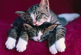 Besides a cat being in pain from an inoperable or untreatable condition, there is the cat's quality of life that needs to be taken into consideration. Taking Care Of Kitten