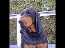 Black And Tan Bloodhound Coonhound Pin On Dog S God S Angles