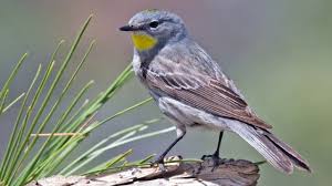 For a warbler, the straight, thin bill is relatively large. Audubon S Warbler Song Audubon S Warbler Sounds Audubon S Warbler Call Audubon S Warbler Voice Youtube