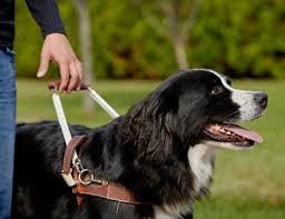 Famille d'accueil pour chien mira. Le Labernois Et Le Saint Pierre Une Belle Histoire Signee Mira Mondou