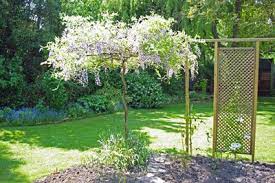 Standard Wisteria How To Train A Wisteria Plant As A Standard Wisteria Plant Garden Plants Design Wisteria Tree