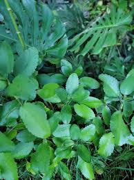 Image result for Bryophyllum