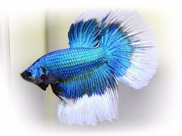 Live Betta Fish Male Metallic Blue Butterfly Betta Fish Betta Blue Butterfly