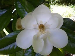 Magnolia Tree Magnolia Flowers Flower Essences Magnolia Trees Magnolia Flower