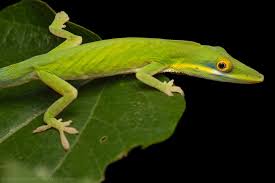 Image result for Anolis punctatus