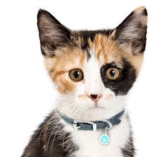 Place a free ad today! Calico Kittens For Sale Adoptapet Com