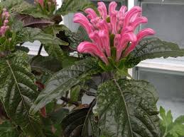 Image result for Justicia carnea