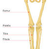 When you stand or walk, all the weight of your upper body rests on them. 1