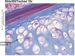 Beautiful Science Images Histology Slides Anatomy And Physiology