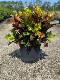 Image result for Croton longipedicellatus