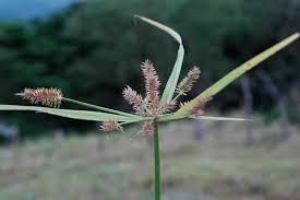 Image result for Cyperus cyperoides