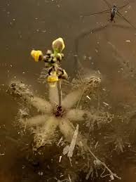 Image result for Utricularia stellaris